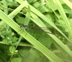 Pseudocopera rubripes