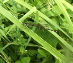 Pseudocopera rubripes