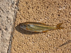 Alburnoides ohridanus