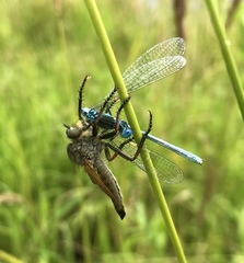 Paracercion plagiosum