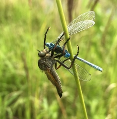 Paracercion plagiosum