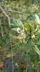 Cadaba fruticosa