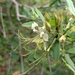Cadaba fruticosa - Photo no hay derechos reservados, uploaded by Ajit Ampalakkad