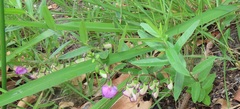 Polygala sphenoptera