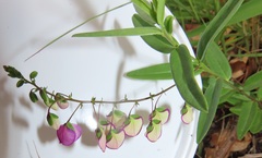 Polygala sphenoptera