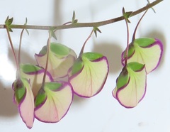 Polygala sphenoptera