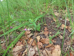 Polygala sphenoptera
