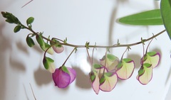 Polygala sphenoptera