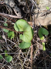 Centella asiatica