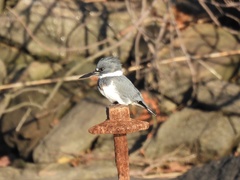 Megaceryle alcyon