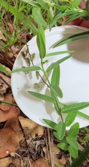 Polygala sphenoptera