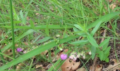 Polygala sphenoptera
