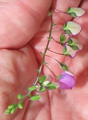 Polygala sphenoptera