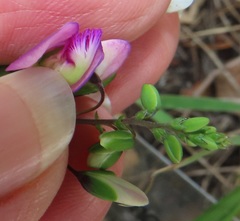 Polygala sphenoptera