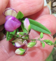 Polygala sphenoptera