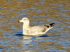 Larus delawarensis