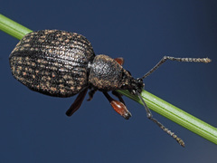 Dodecastichus geniculatus