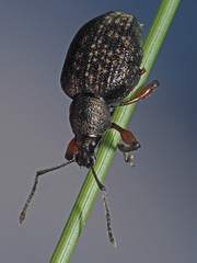 Dodecastichus geniculatus