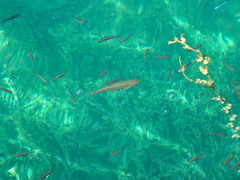 Alburnoides ohridanus