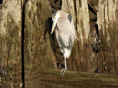 Ardea herodias