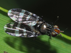 Herina frondescentiae