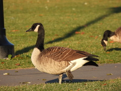 Branta canadensis