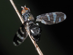 Herina frondescentiae