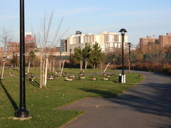 Branta canadensis