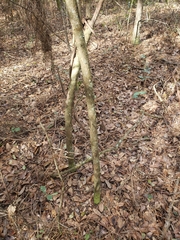 Vaccinium arboreum image