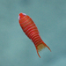 Fish-associated Isopods - Photo (c) Stergios Vasilis, some rights reserved (CC BY-NC-ND), uploaded by Stergios Vasilis