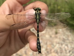 Shaogomphus schmidti