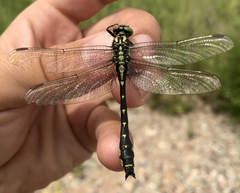 Shaogomphus schmidti