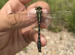 Shaogomphus schmidti