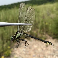 Shaogomphus schmidti