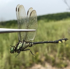Shaogomphus schmidti