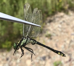 Shaogomphus schmidti