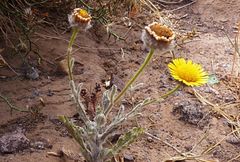 Pulicaria mauritanica