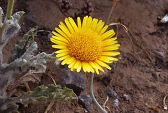 Pulicaria mauritanica