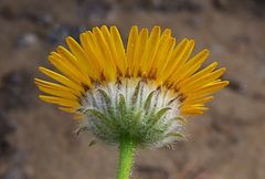 Pulicaria mauritanica