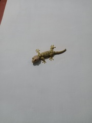 Gekko gecko