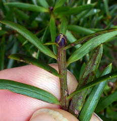 Podocarpus laetus × Podocarpus totara
