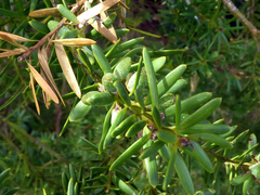 Podocarpus laetus × Podocarpus totara