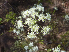 Dasispermum capense
