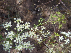 Dasispermum capense