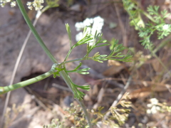 Dasispermum capense