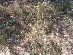 Dasispermum capense