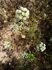 Dasispermum capense