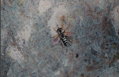 Mitrodetus dentitarsis