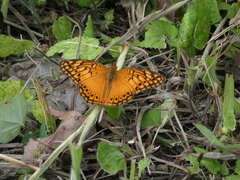 Euptoieta hegesia