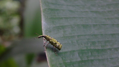 Ptychoderini